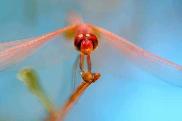 Dragonflies