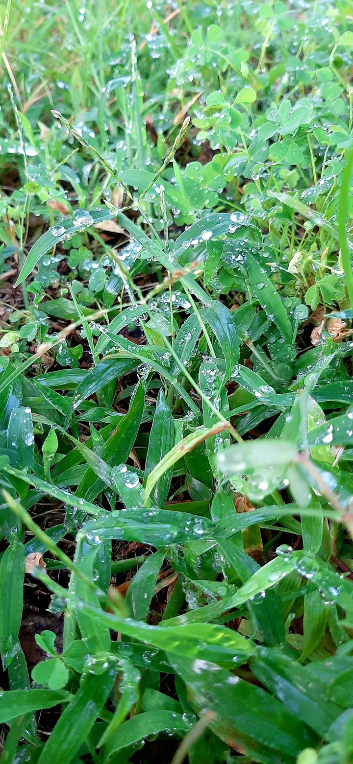 dew