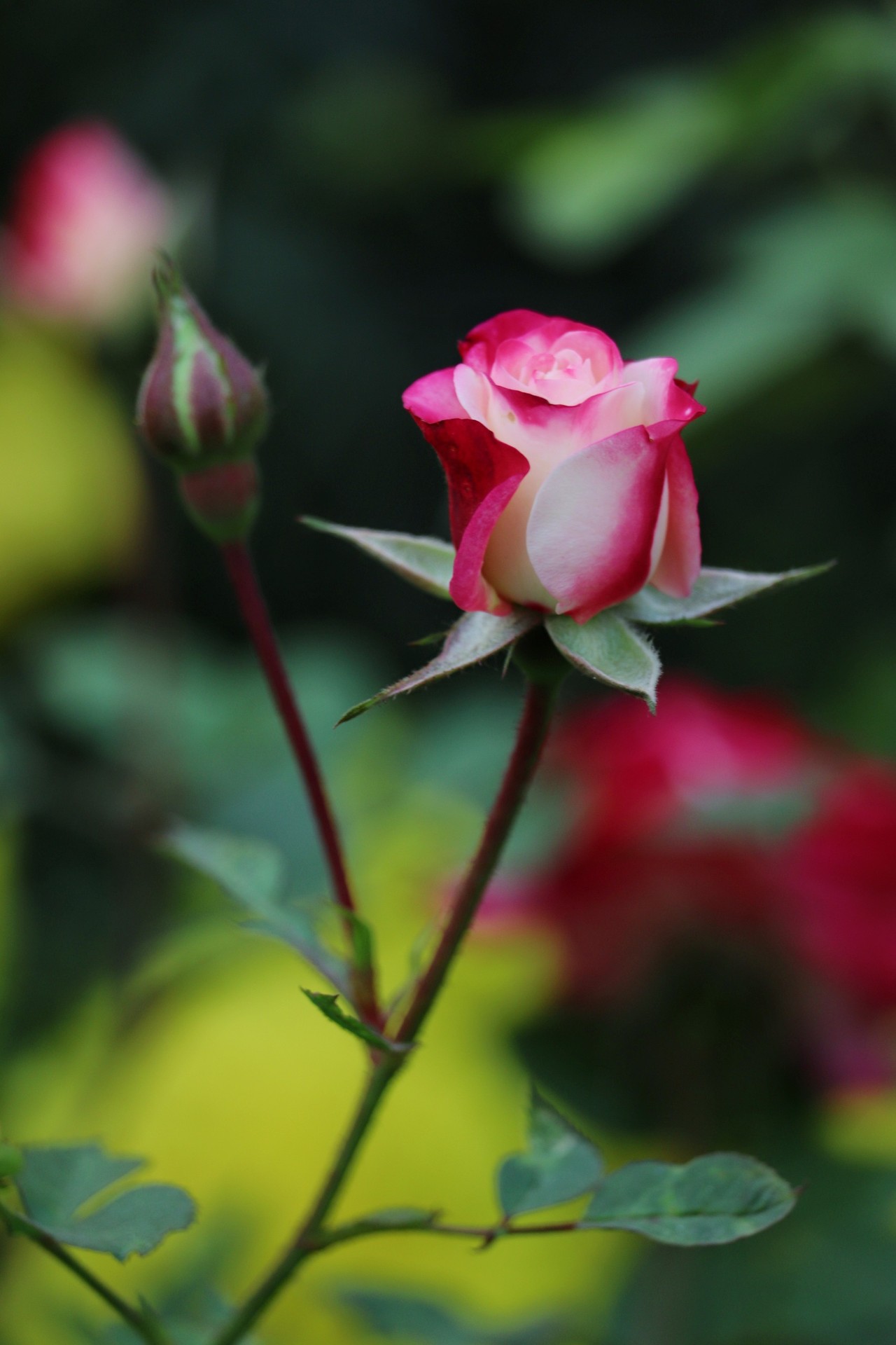 petal, rose Hintergrundbilder