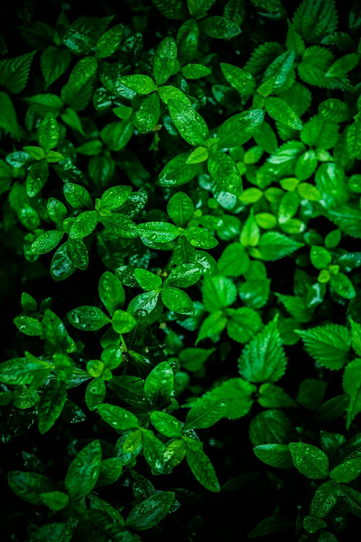 Green Leaves