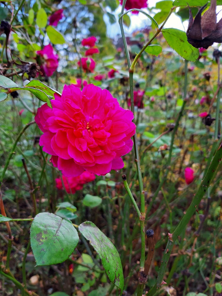 rosier