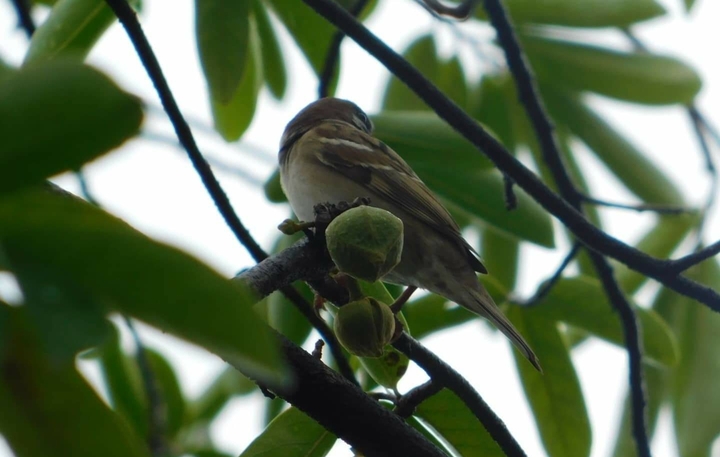 bird