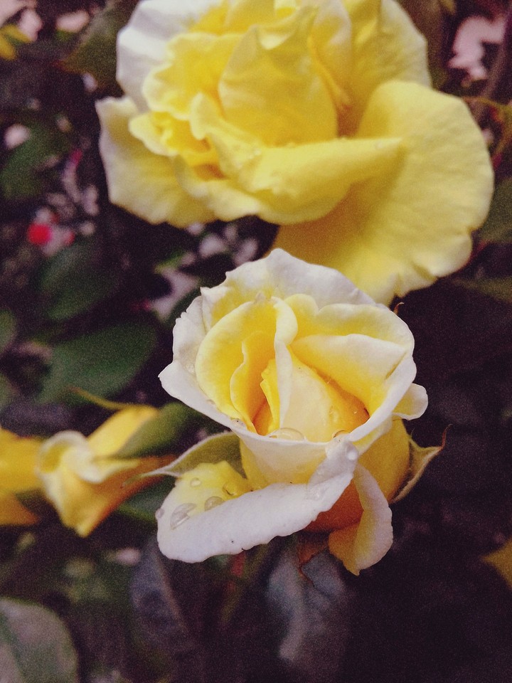 Roses