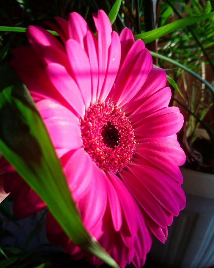 Flower~