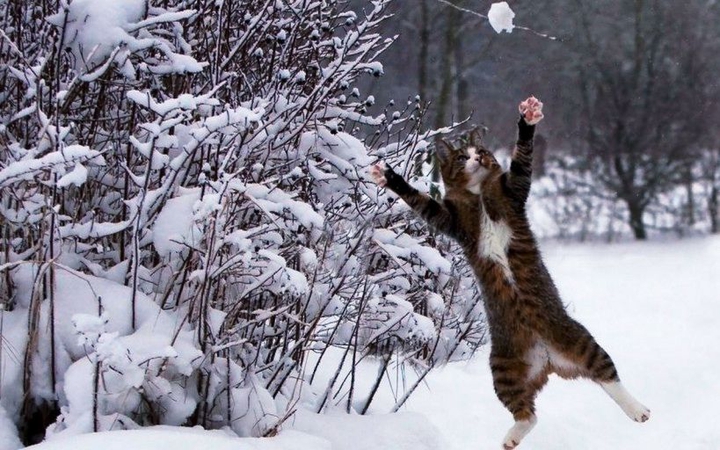 Snow fight cat