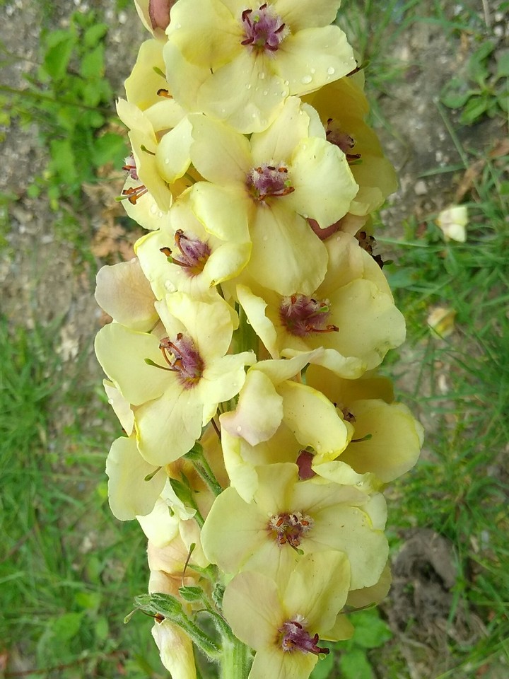 mullein