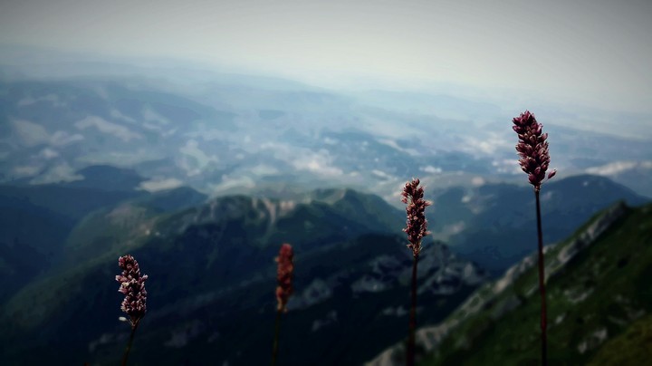 four brothers on the top