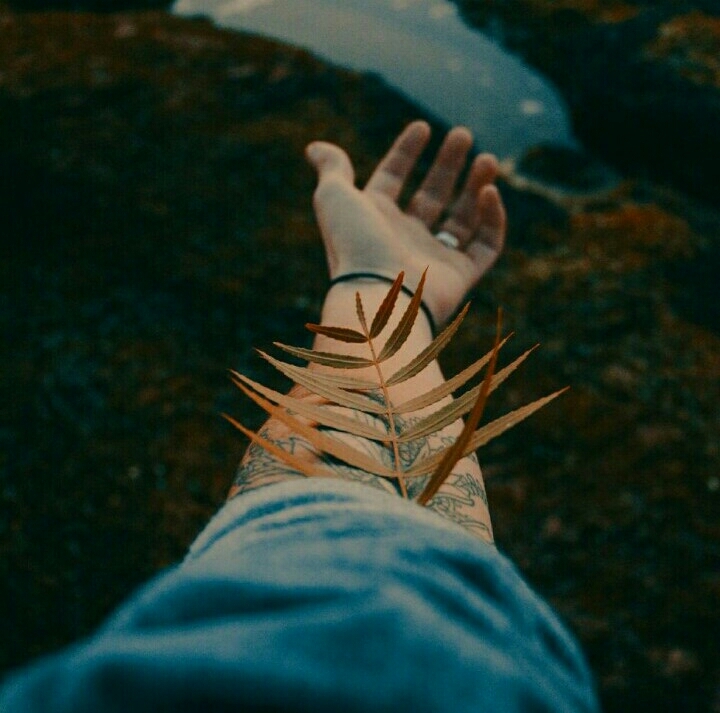 Leaf