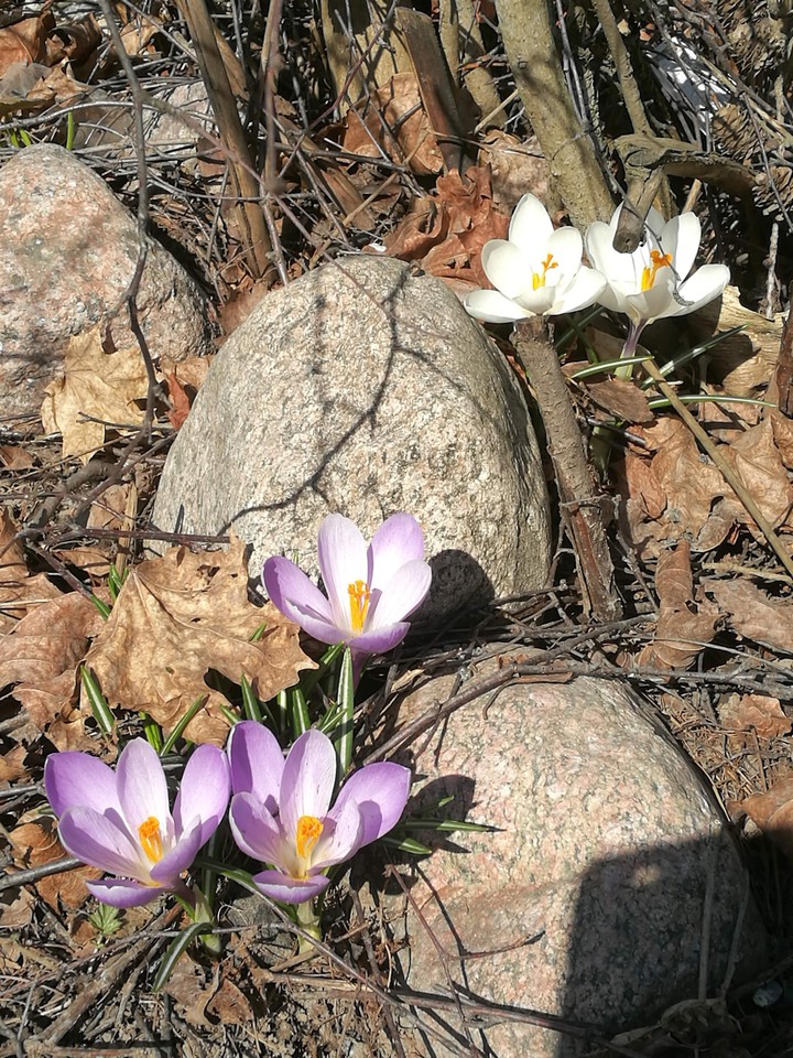 Spring flowers