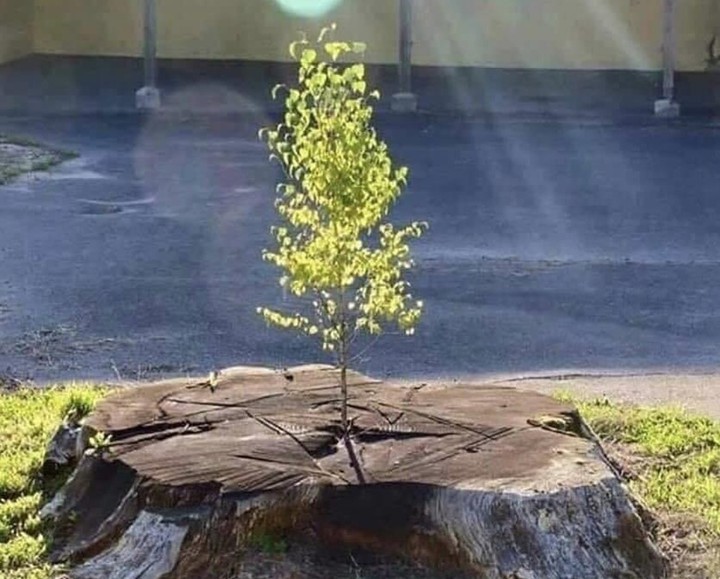 tree