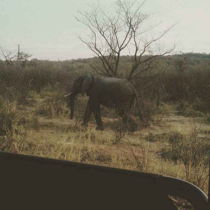 elephant
