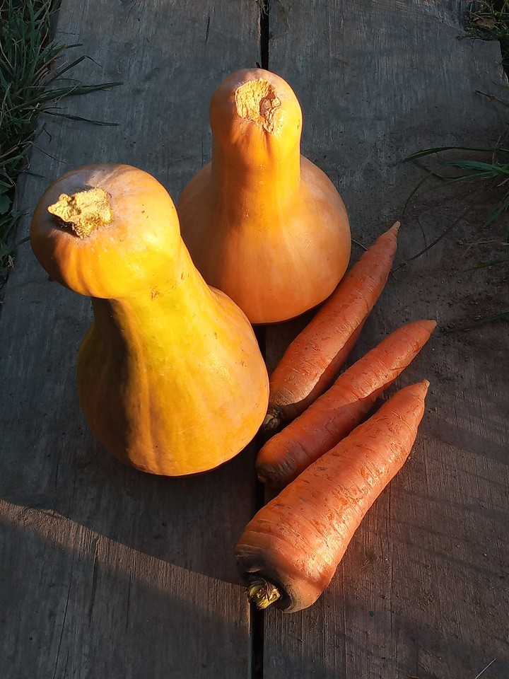 pumpkin
