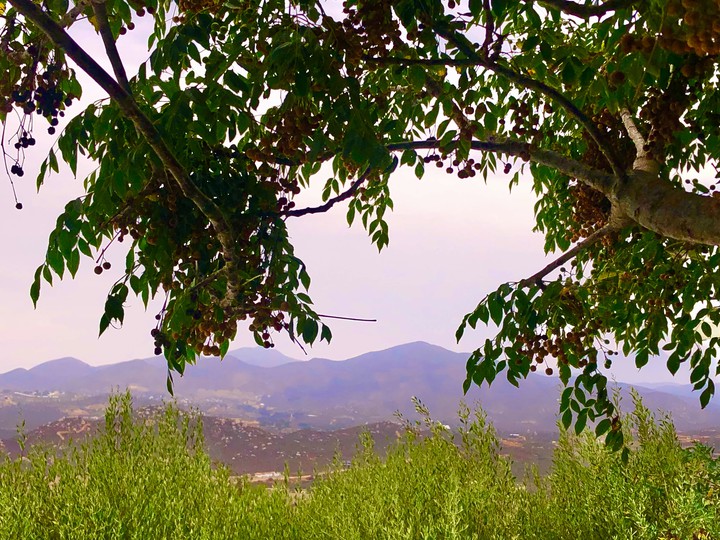 Valle de Guadalupe