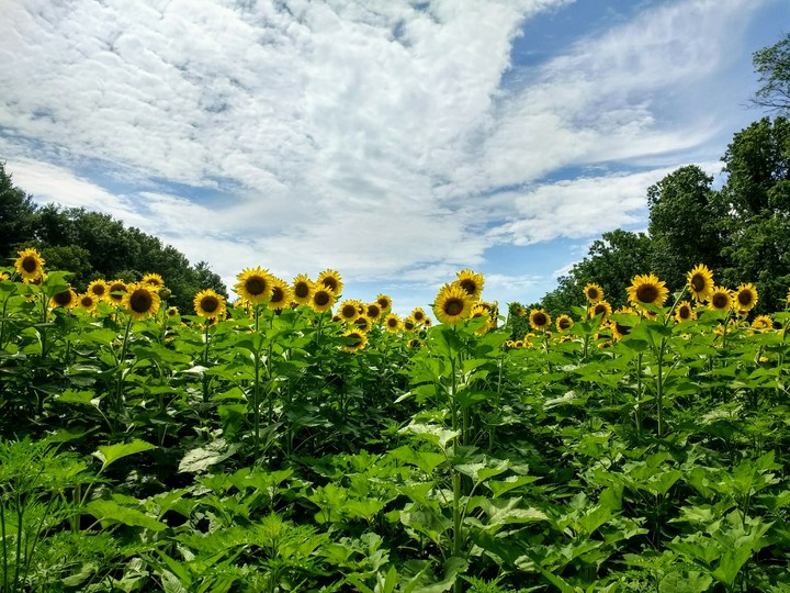 Sunflower garden