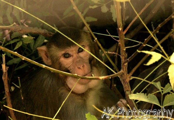 monkey