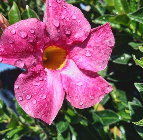тапети plant, azalea