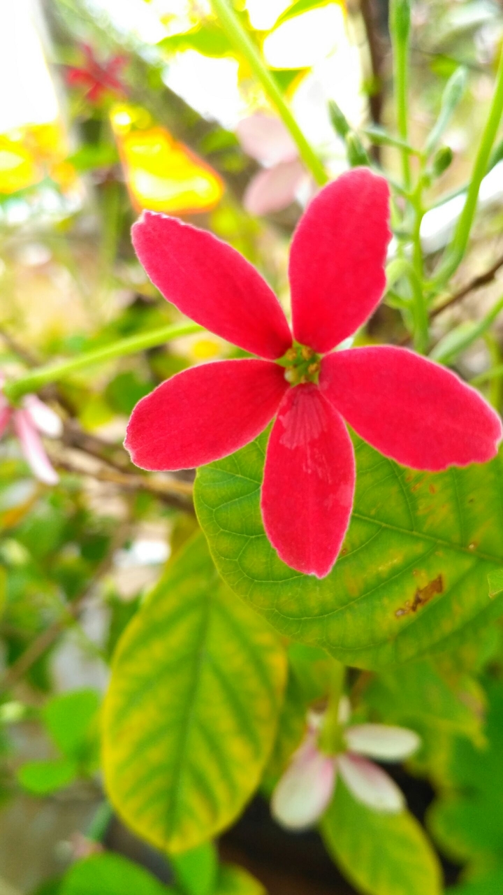 lovely flower