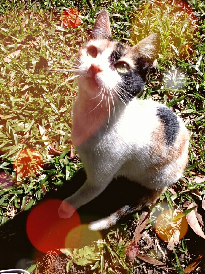 cat