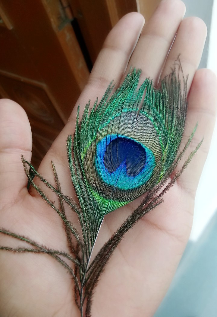 Peacock feather
