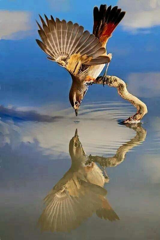 reflection