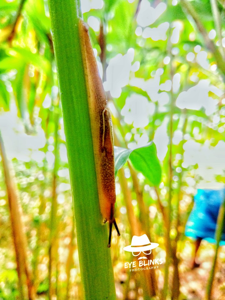 snail