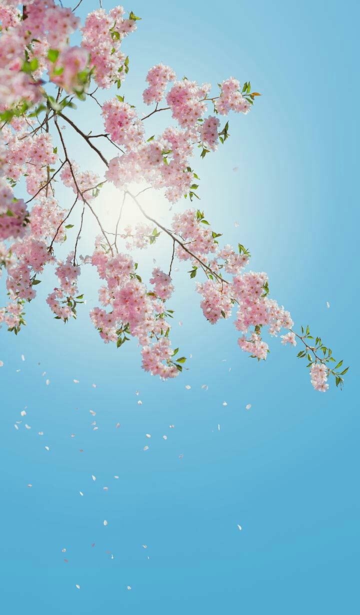 pink flower