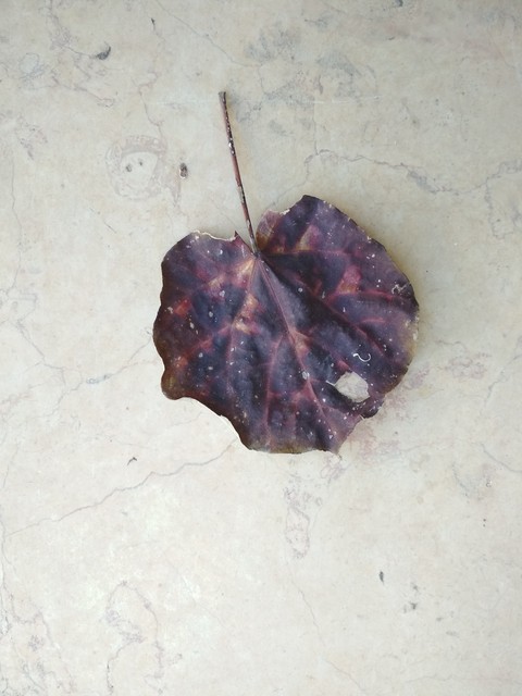 plant, organism壁纸