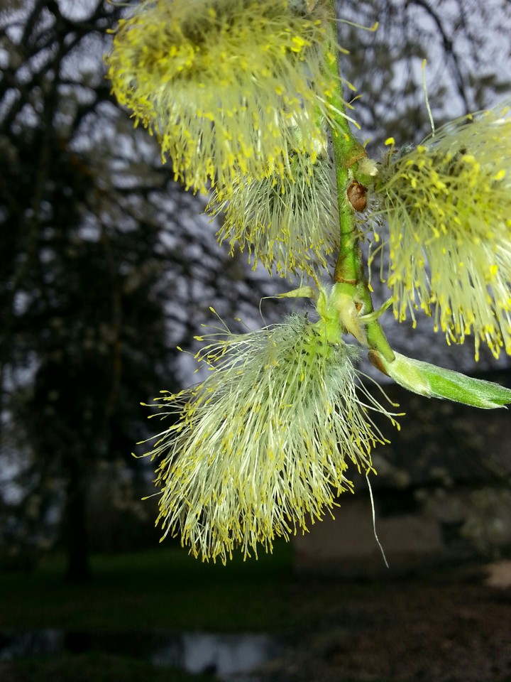 Spring