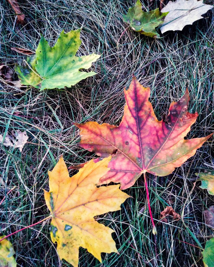 Autumn leaves ?