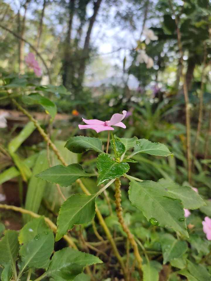 my garden