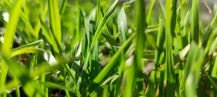 green