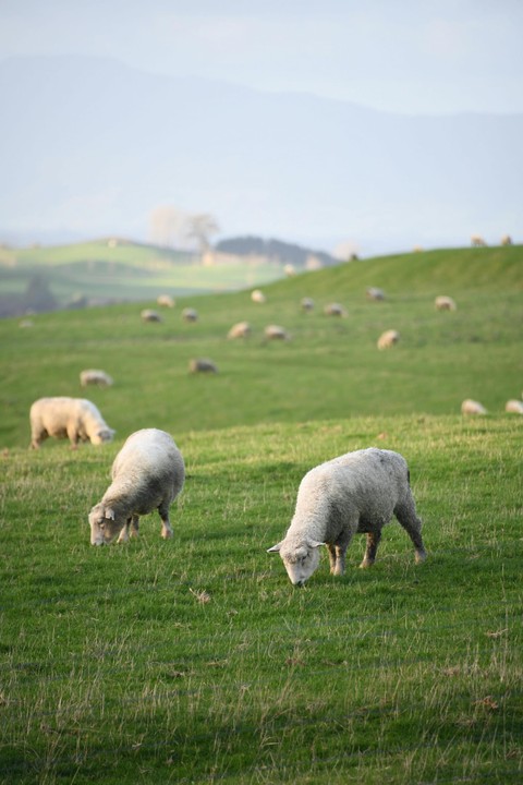 tapety Livestock, herd