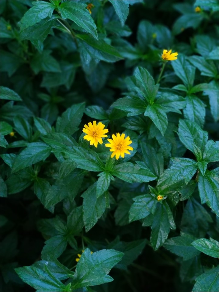 lil Sunshine...