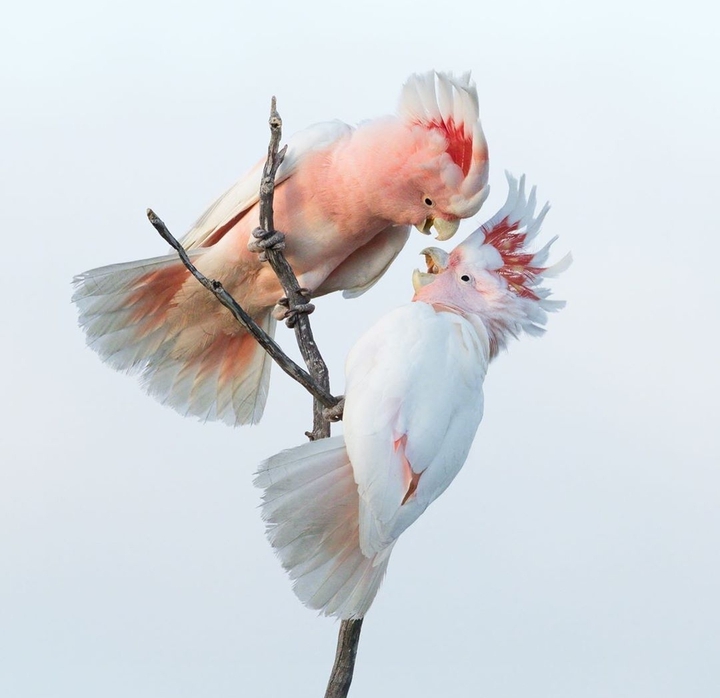 #birds