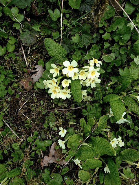 fleurs des bois