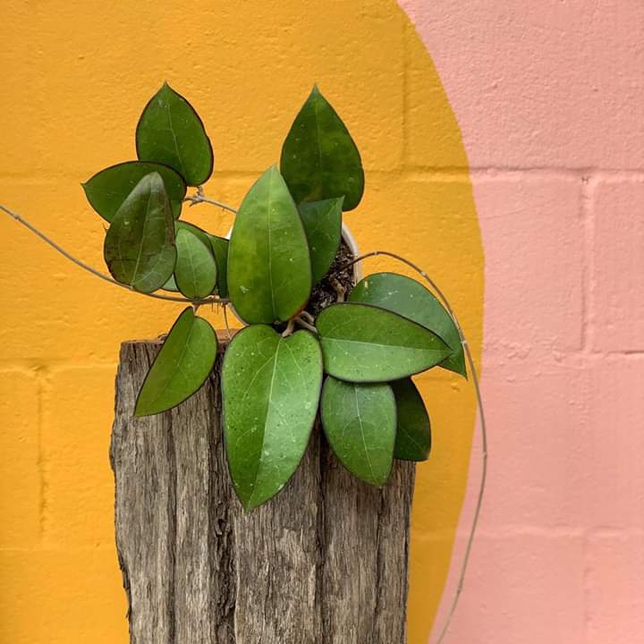 plant