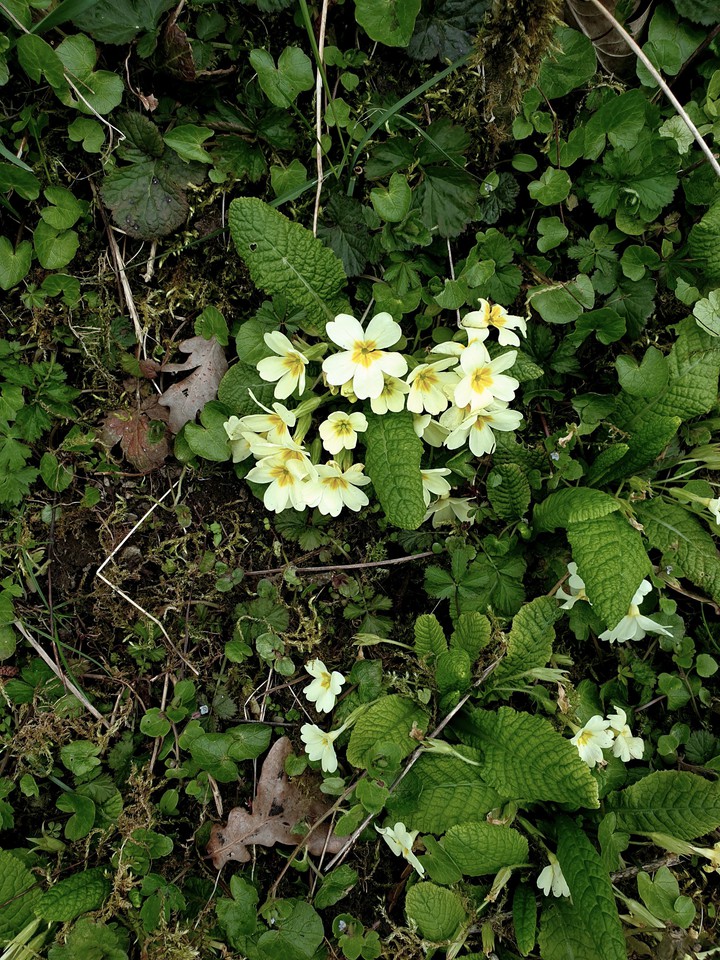 fleurs  des bois