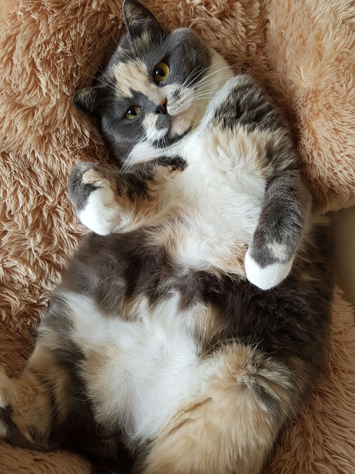 Cat❤❤❤