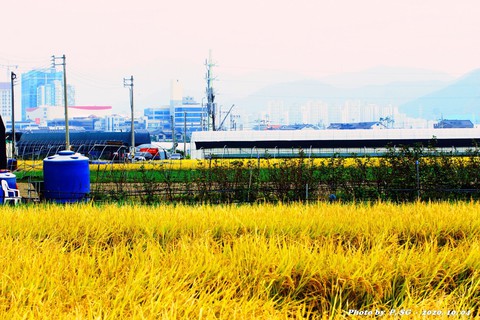 plant, transport wallpapers