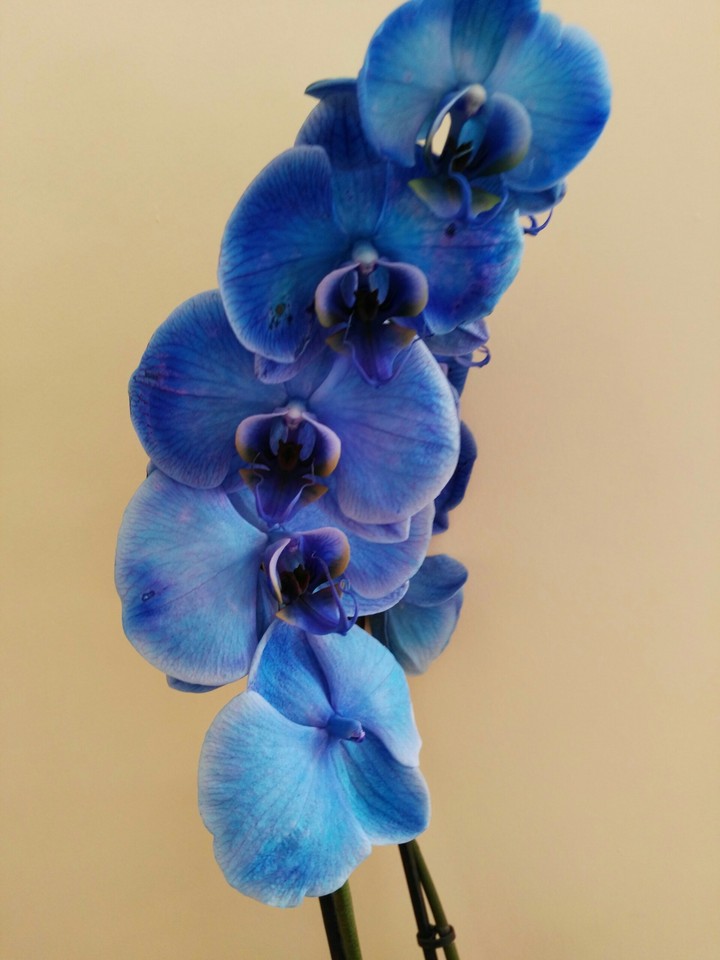 ...blue ...