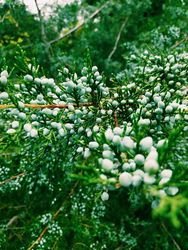 Spruce