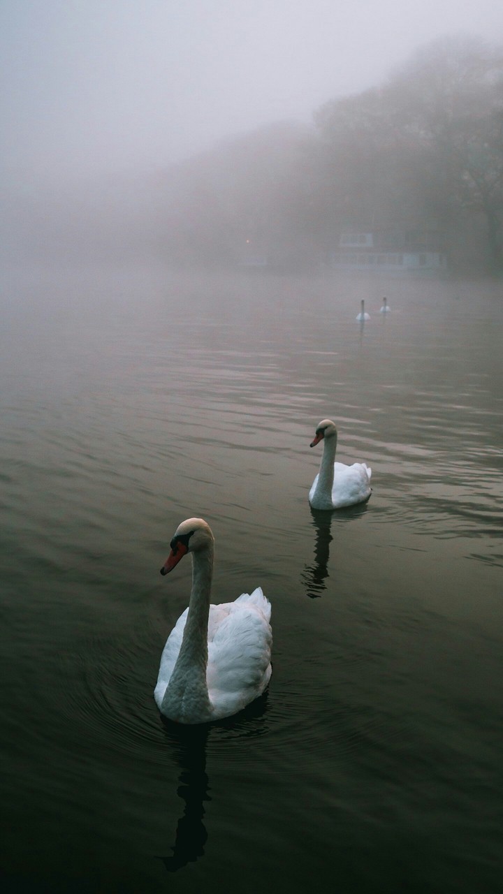 Swan✡✡✡