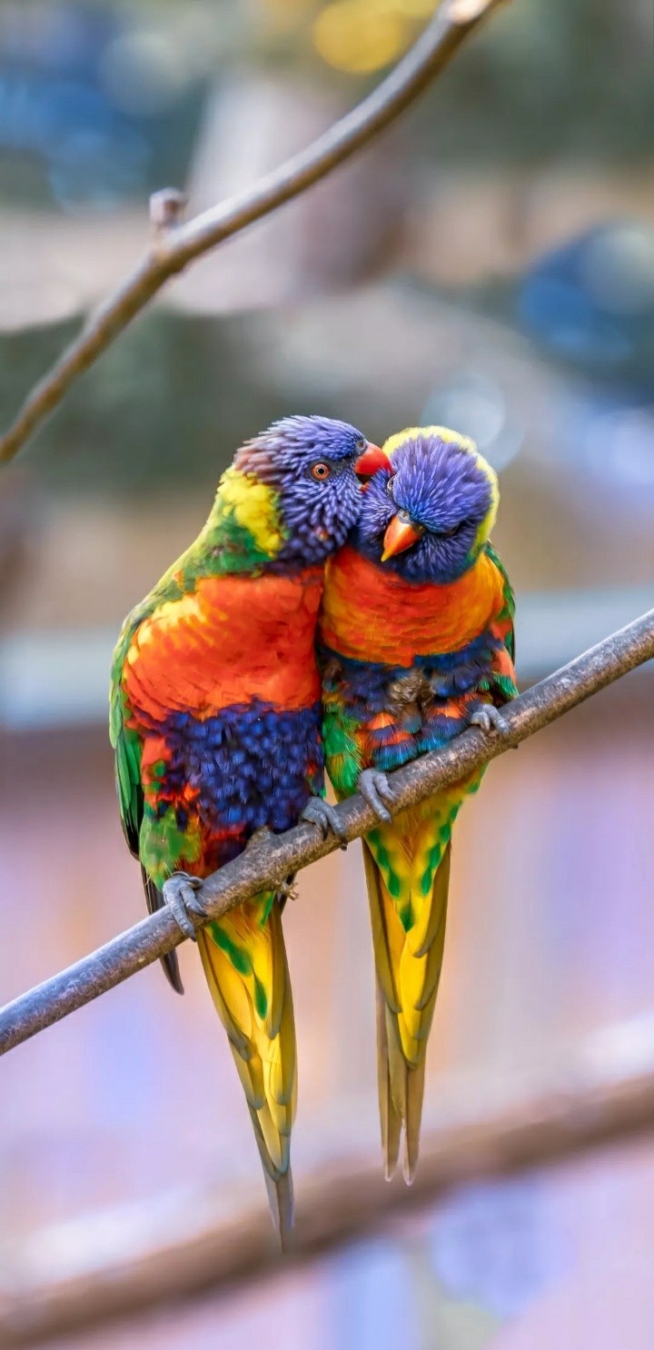 Parrots