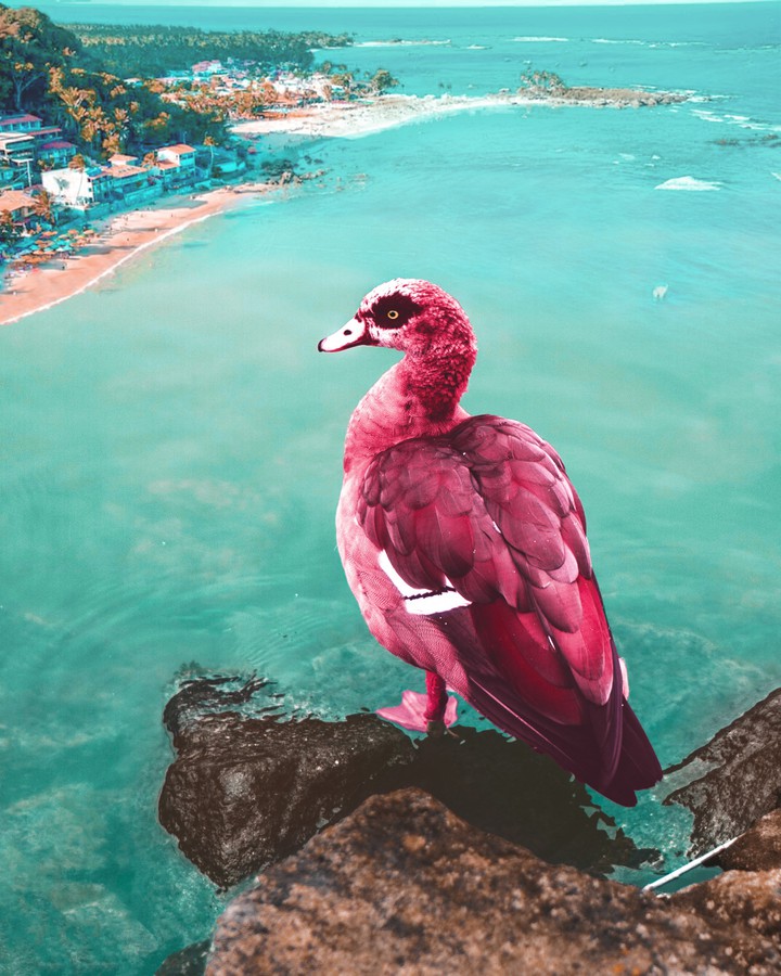 pinkduck