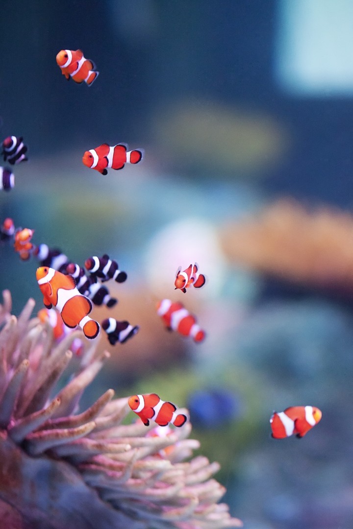 Coral Fish