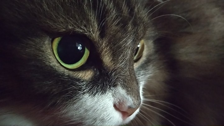 кошачий глаз