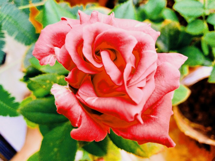 Red Rose
