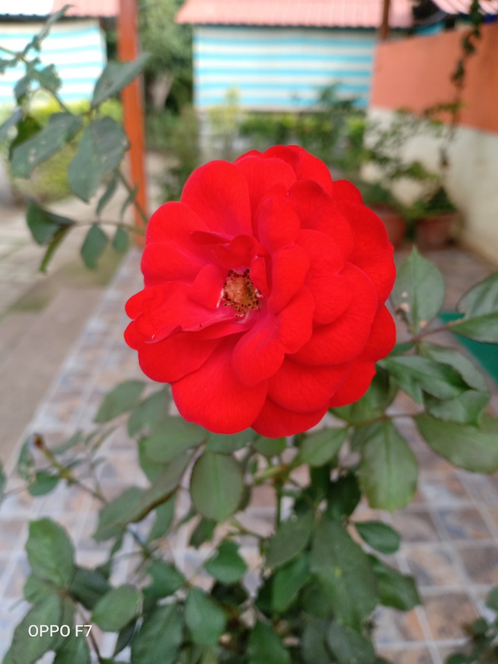 Rose