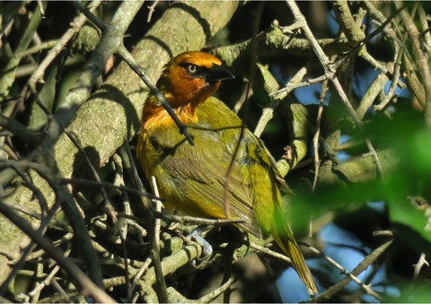 bird