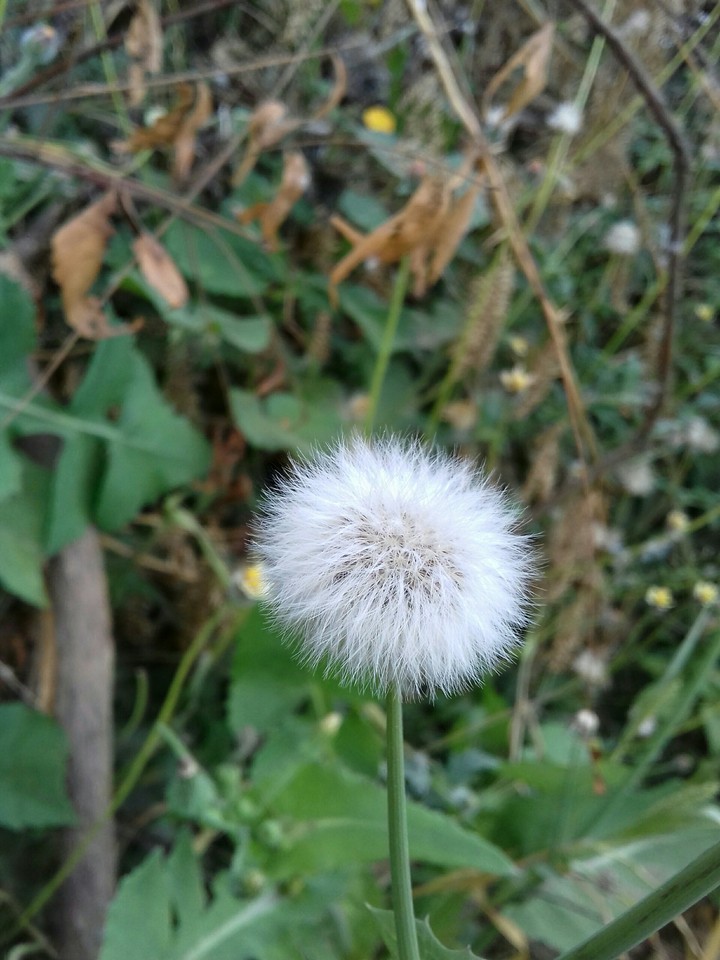luckey beautiful small flower